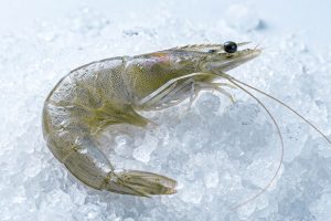 Camarón entero/Whole shrimp